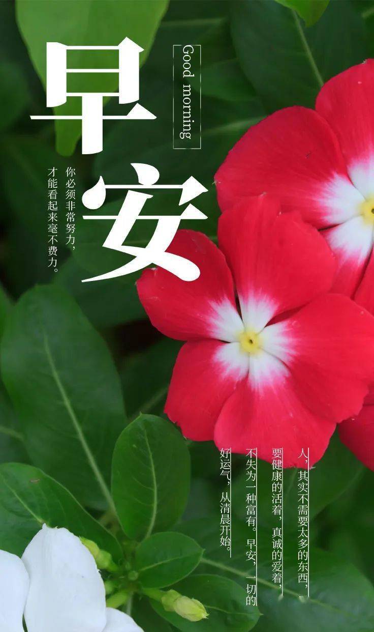 今日最新問(wèn)候圖語(yǔ)，點(diǎn)亮你的日常，開(kāi)啟美好每一天