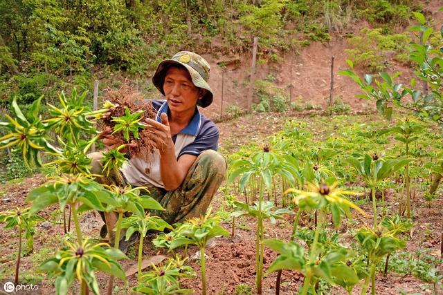 重樓育苗最新技術,重樓育苗最新技術